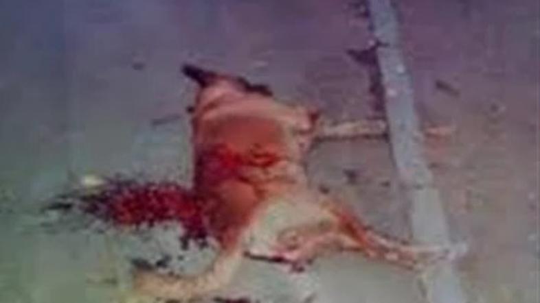 ukrajina pobijanje psov pred eurom 2012