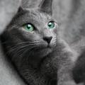 siva mačka