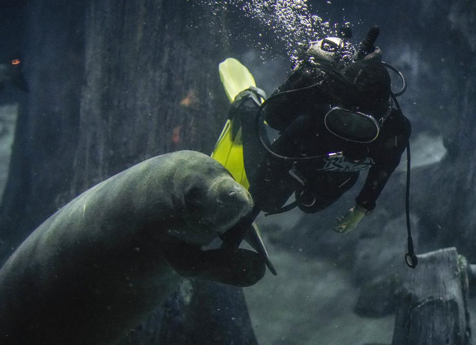 Lamantin | Avtor: EPA