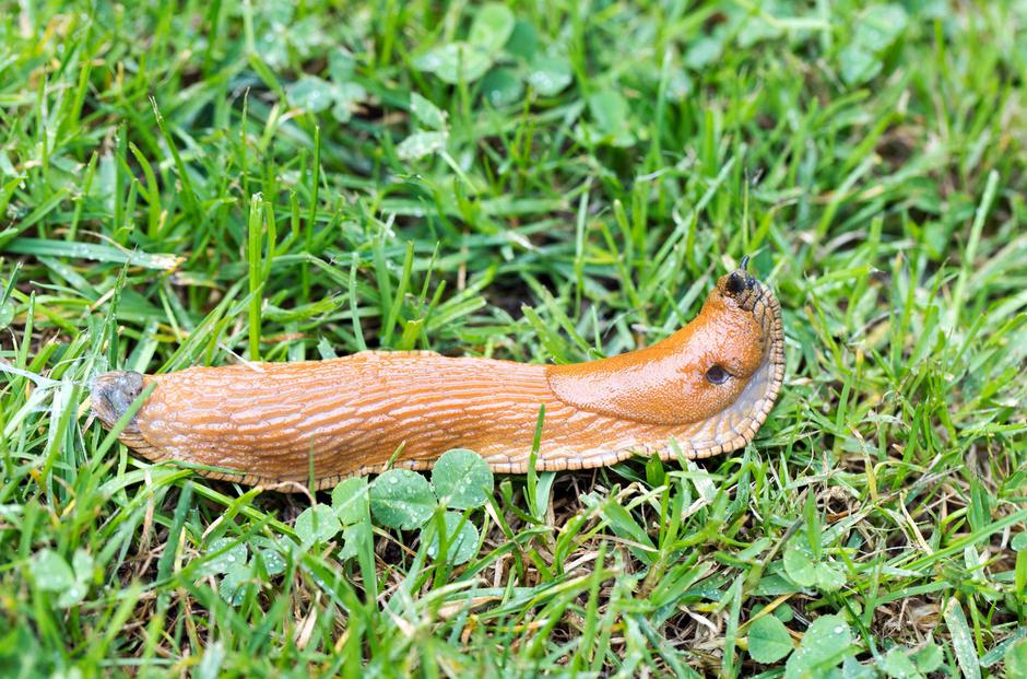 Španski lazar | Avtor: Profimedia