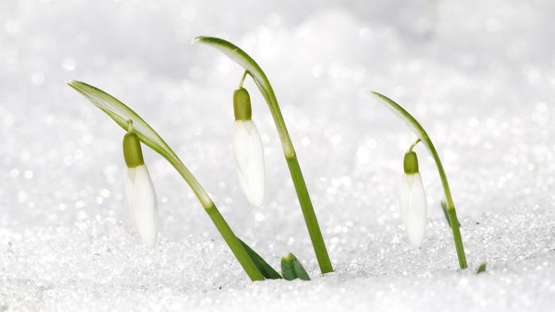 Sneg in pomlad
