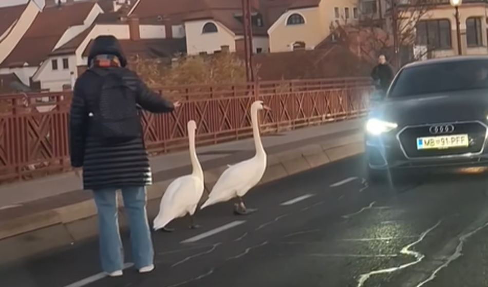 V Mariboru še labodi na martinovanje: Povzročili kaos v prometu