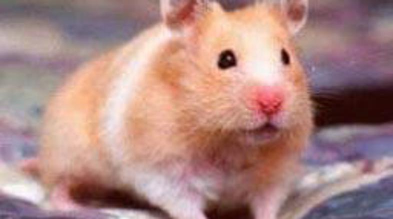 Zaradi hudih poškodb so morali hrčka uspavati.