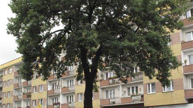 Hitlerjevo drevo se bo moralo umakniti krožišču.