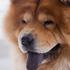 Chow Chow