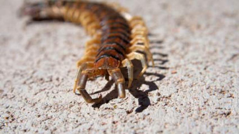 Prabakaran se je odločil, da bo napadel s stonogo.