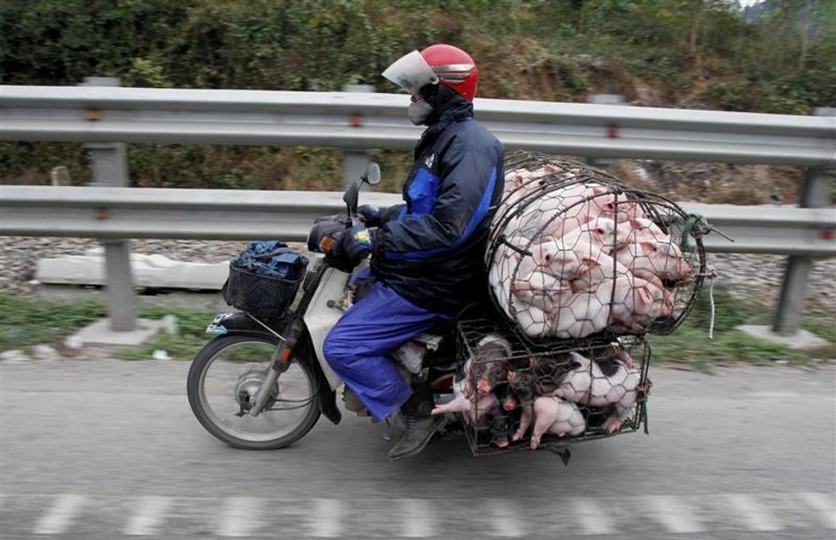 Prevoz živali v Džakarti (Indija)