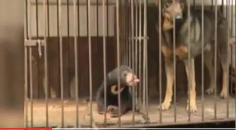 Medved, ki ni pes | Avtor: Youtube