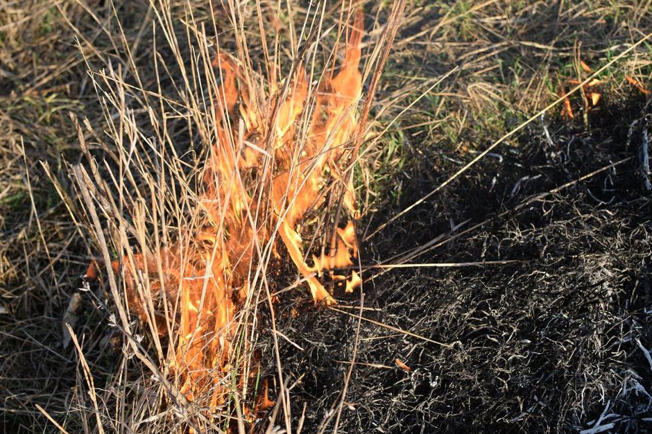 kurjenje trave ogenj | Avtor: Profimedia