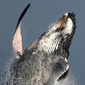 Simbolična fotografija (Foto: iStockphoto)