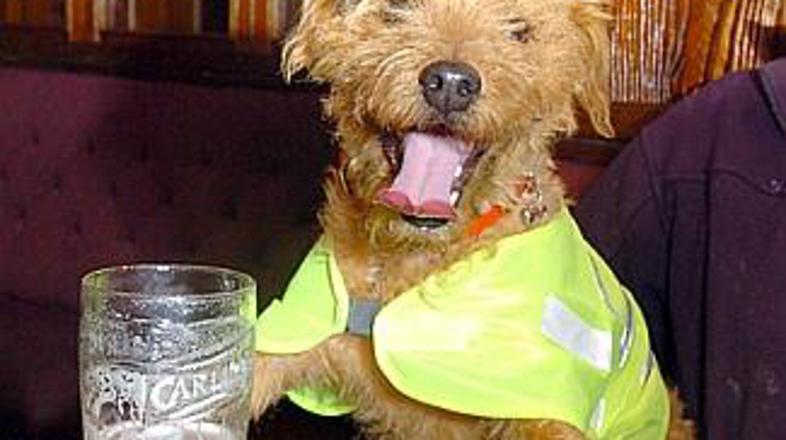 Brezrokavnik je brez dvoma dovolj viden!