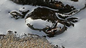 Turk zatrjuje, da so ob obali Louisiane najbolj ogroženi ptiči, v močvirjih pa a