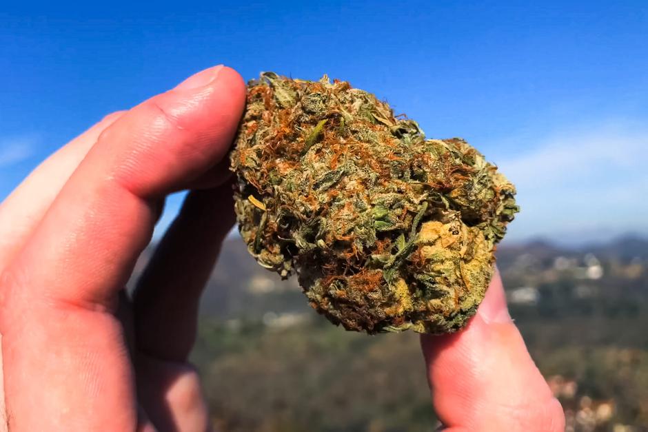 Konoplja | Avtor: Profimedia