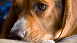 (Foto: Shutterstock)