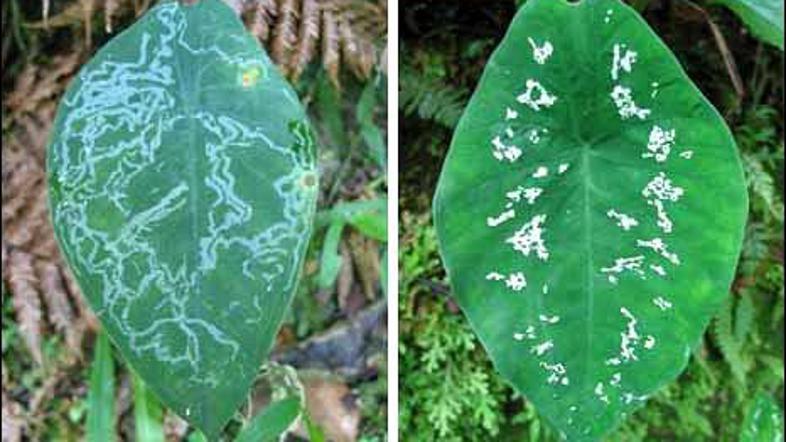 Levo: list, ki so ga napadle ličinke listnega zavrtača. Desno: List z umetnim bo