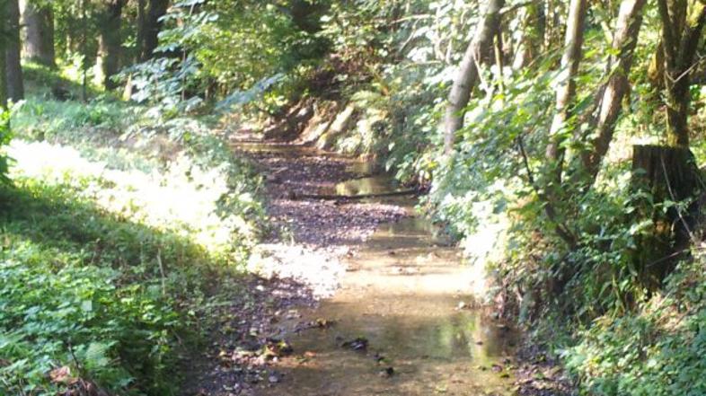 Tudi sprehod v Ljubljani punuja lepe poglede v naravi. Tako je v Bizoviku.