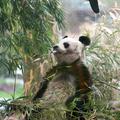 Panda Bao Bao