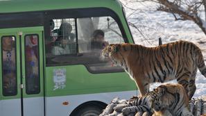 sibirski tiger, kitajska, rezervat, park, ogrožene živali