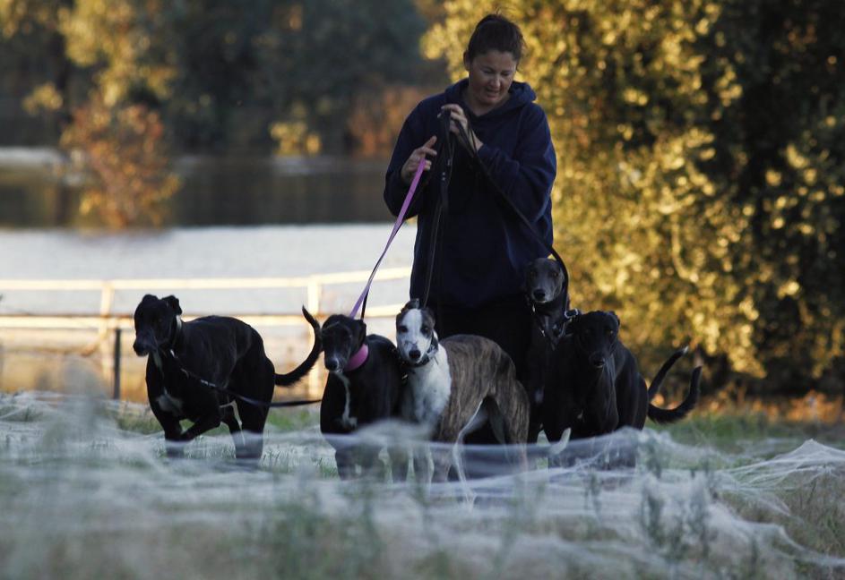 Pajki v avstraliji zavzeli poplavljena območja