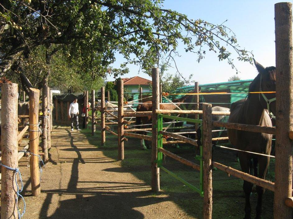 kobili Rižana Cabidoule 