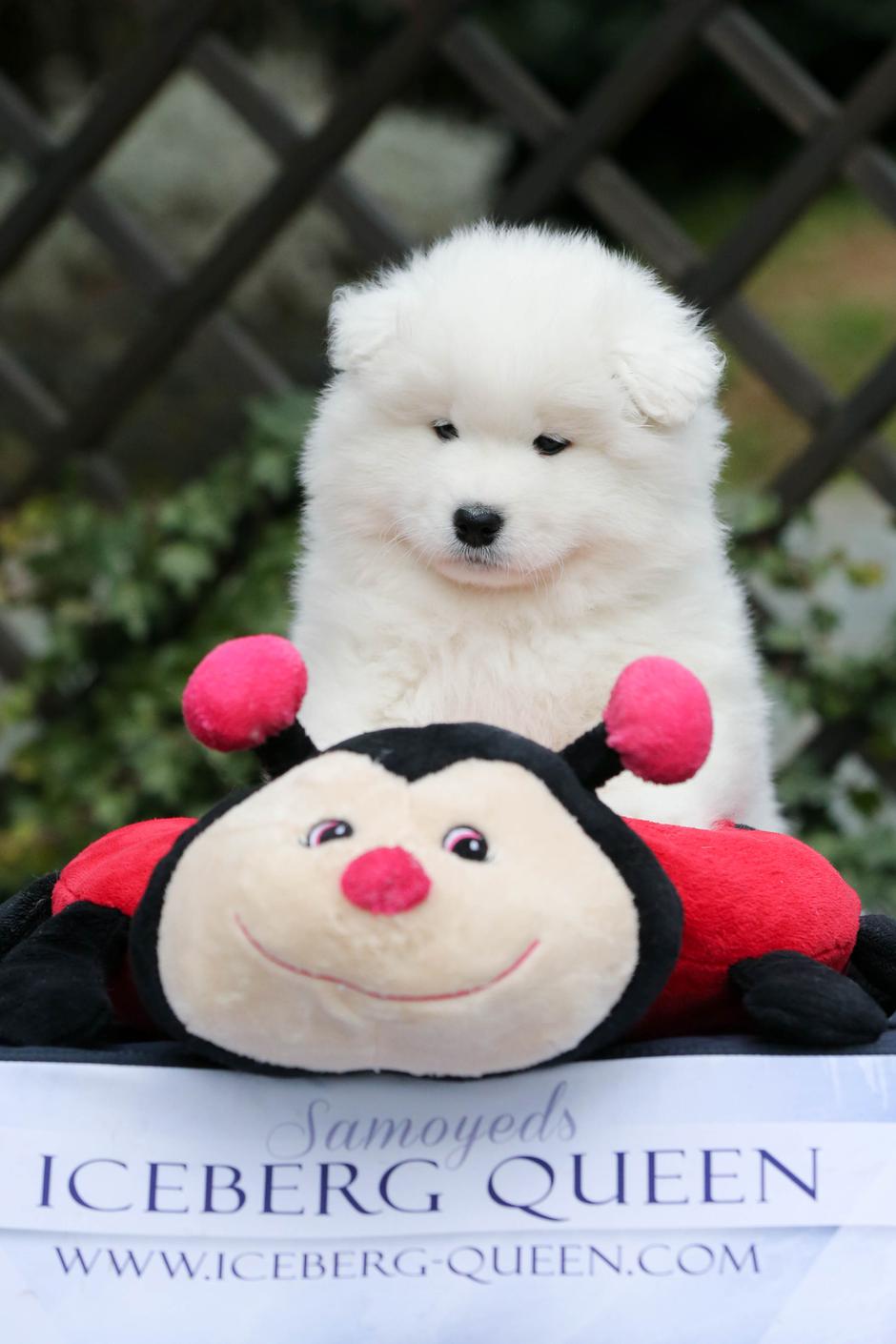 Samojed | Avtor: Matejka Celarc Perčič