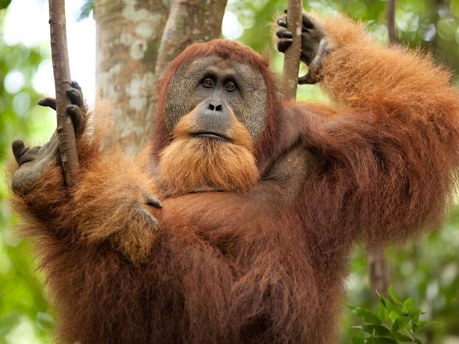 Borneo, orangutan