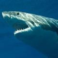 Včerajšnji napad belega morskega psa je v Avstraliji povzročil pravo paniko, zar