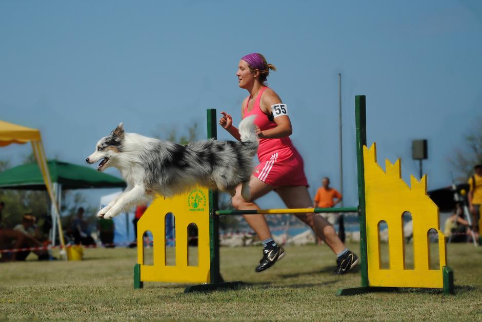 pes blazno blatno | Avtor: Blazno blatno