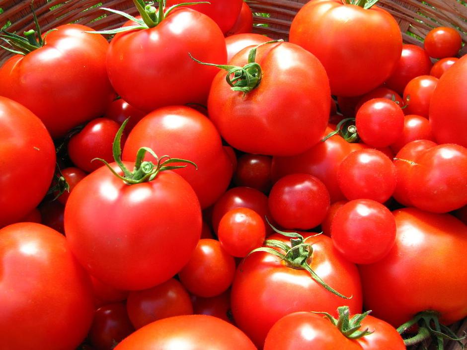 paradižnik | Avtor: Žurnal24 main