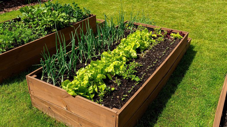 zelenjavni vrt, visoke grede