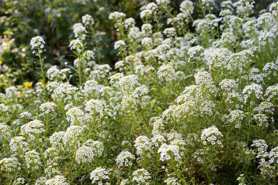 Grobeljnik | Avtor: Profimedia