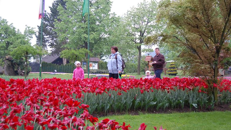 V Mozirskem gaju že cveti več kot 400 tisoč rož, gredice pa je zasadilo okoli 60