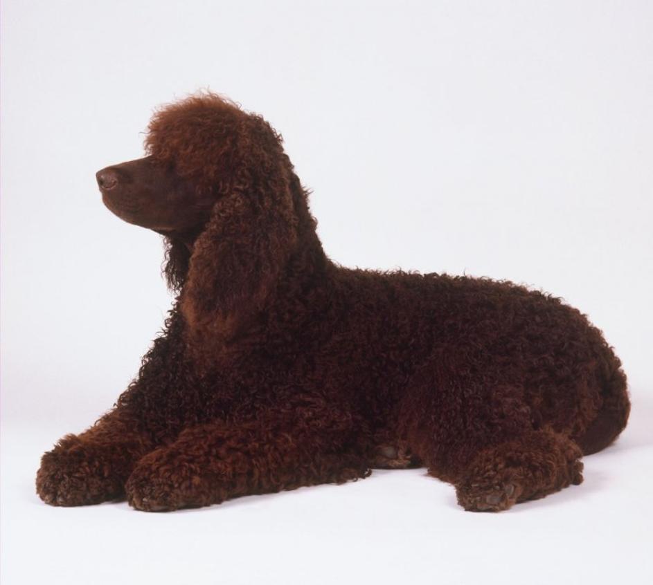 Irski vodni španjel