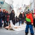 Performans 100KG, vlečenje prašiča po ulicah Ljubljane