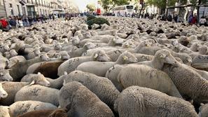 Ovce v Madridu 