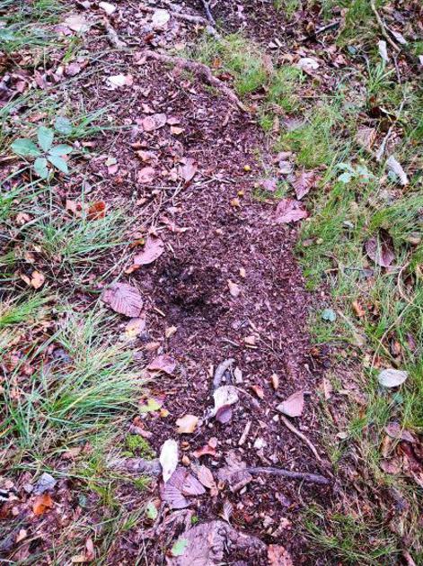 Sledi medveda v dolini Kokre