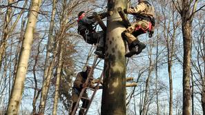 Novembra 2008 je Koren Sports v Tivoliju začel pripravljati pustolovski park. La