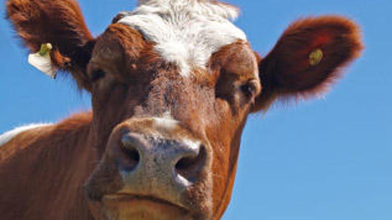 V večini primerov se govedo vraničnega prisada naleze z uživanjem krme, ki vsebu