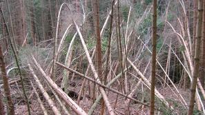 Po novembrskem snegu so v nižinah polomljeni mlajši sestoji iglavcev in vrhovi d