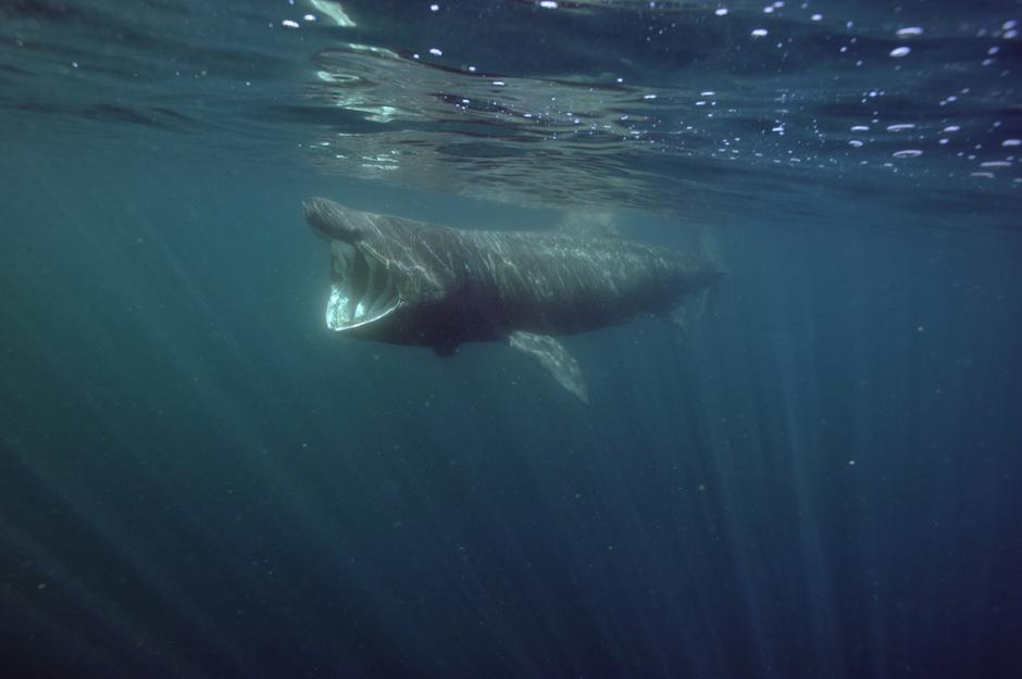 Morski pes orjak | Avtor: 