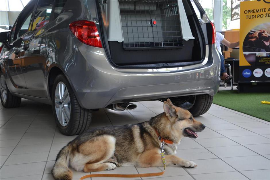 Pasji avtomobilski salon | Avtor: Gregor Prebil