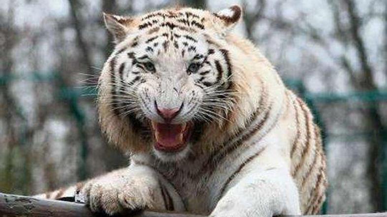 Karim, eden izmed dveh belih tigrov zoološkega vrta v mestu Aschersleben, je med