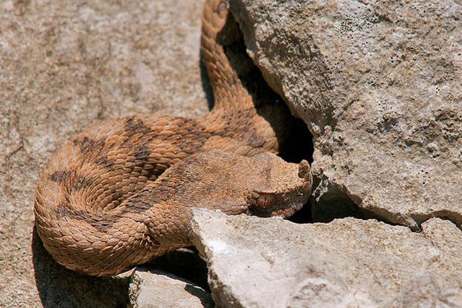 Strupene kače, ki živijo na naših tleh, so navadni gad, laški gad in modras – na