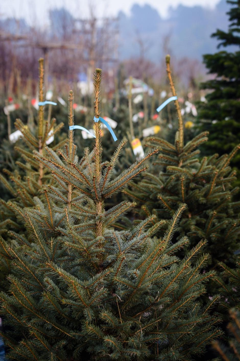 novoletne smreke | Avtor: Profimedia