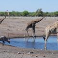 Medtem ko so mnoge velike živali dobre plavalke, za žirafe velja, da ne znajo pl