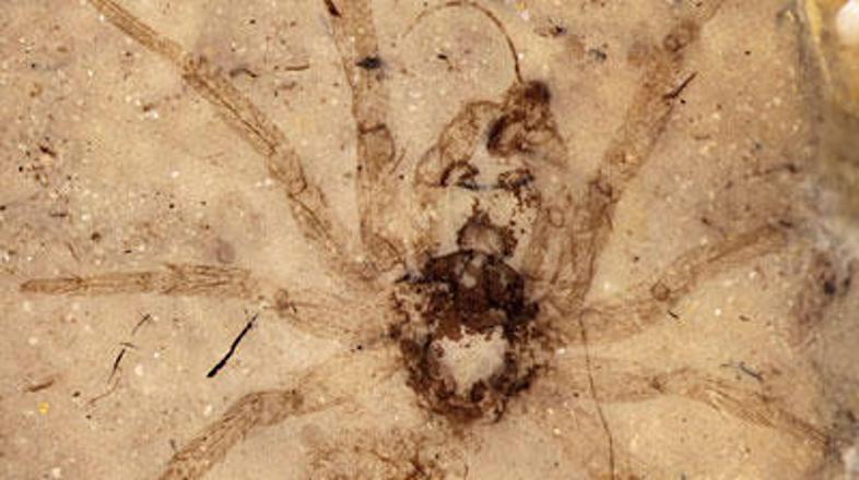 Znanstveniki so na Kitajskem odkrili fosilne ostanke pajkov iz prazgodovinskih č