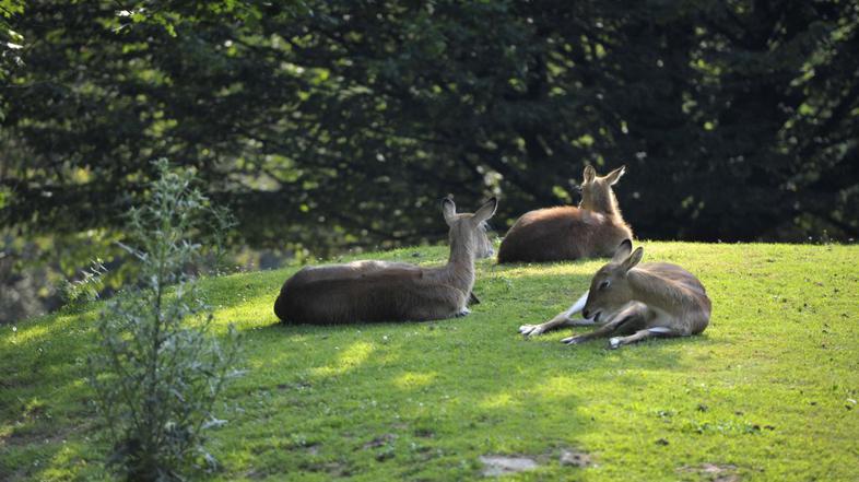 Živalski vrt Ljubljana