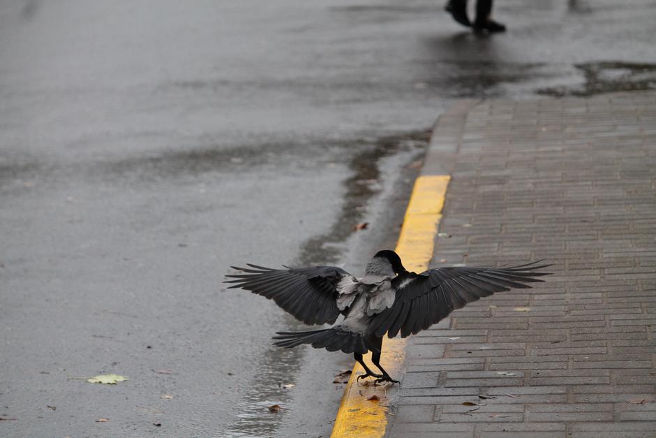 vreme jesen dež oblačnost ptica | Avtor: Profimedia