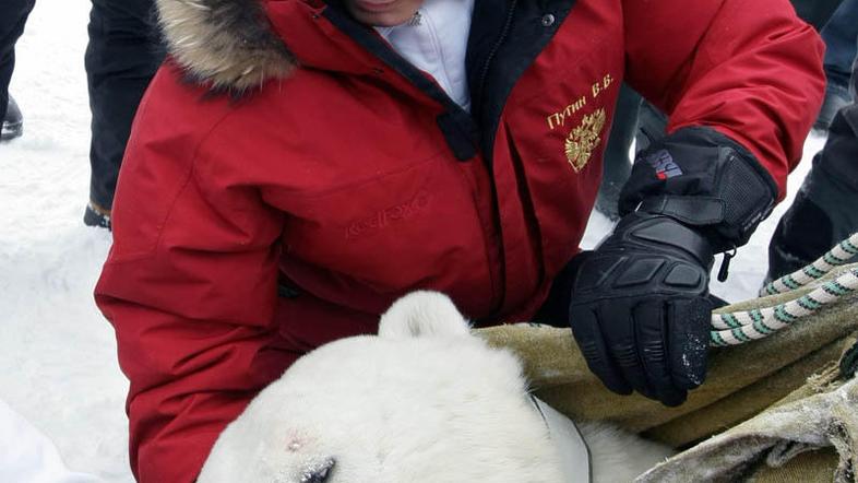 Vladimir Putin, polarni medved