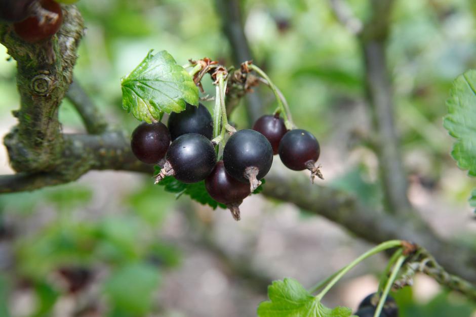 josta | Avtor: Profimedia